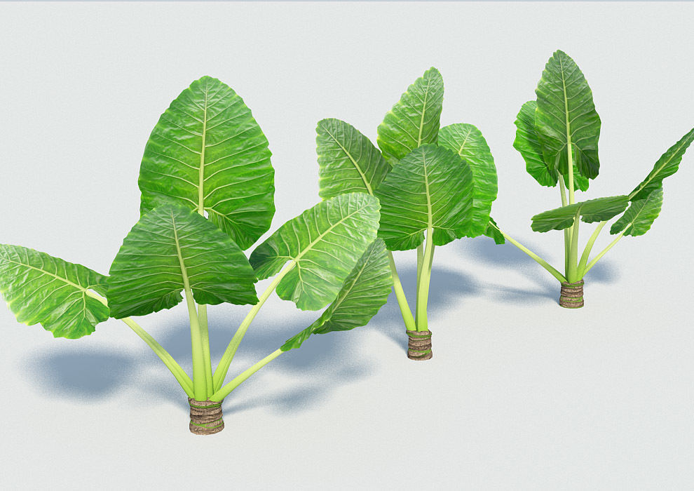 Alocasia Montana - large exotic tropical plant Low-poly 3D model_1