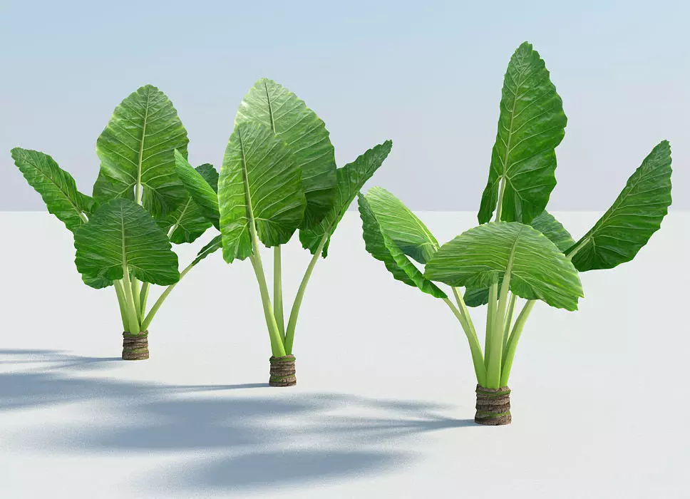 Alocasia Montana - large exotic tropical plant Low-poly 3D model_0