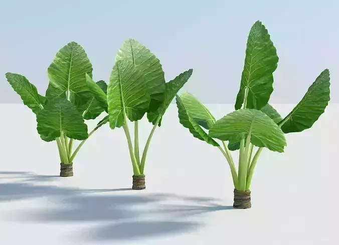 Alocasia Montana - large exotic tropical plant Low-poly 3D model
