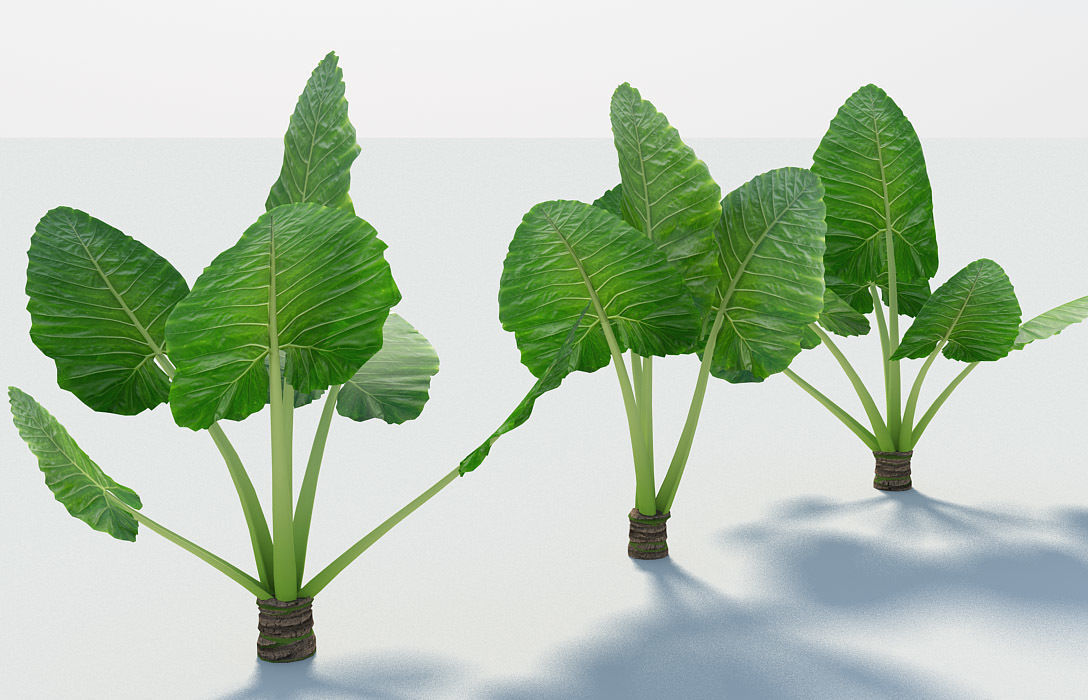 Alocasia Montana - large exotic tropical plant Low-poly 3D model_2