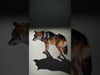 Wolf Animal Model Pack  Realistic Fur and Texture Low-poly 3D model_2