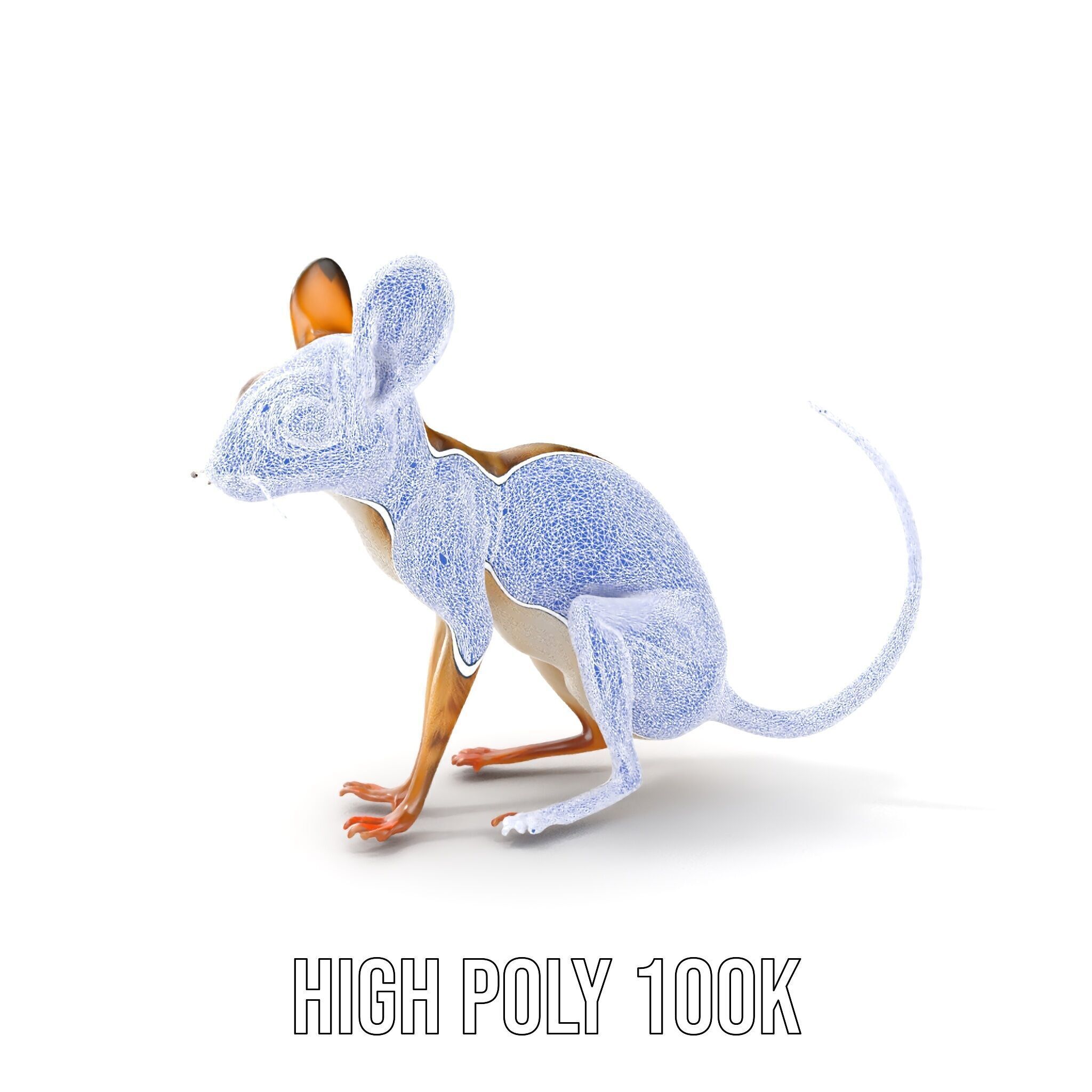 Realistic Jerboa Model Pack with Detailed Textures Low-poly 3D model_5