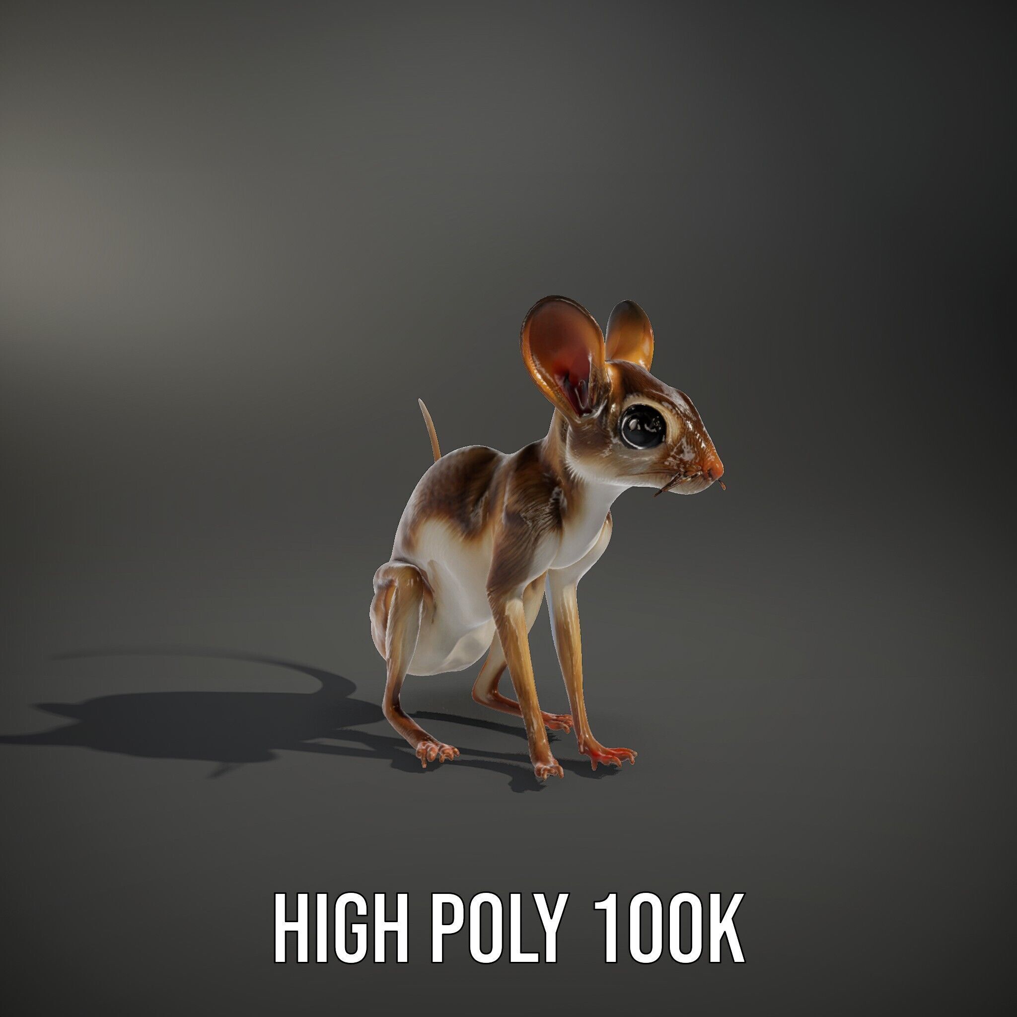 Realistic Jerboa Model Pack with Detailed Textures Low-poly 3D model_15