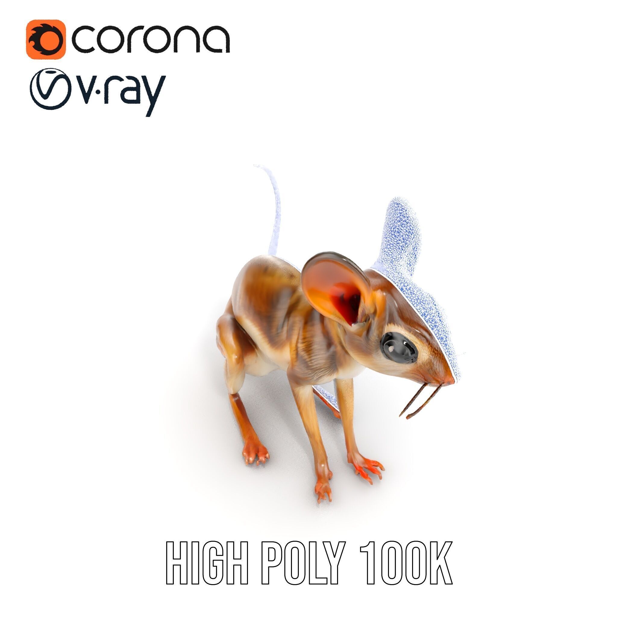 Realistic Jerboa Model Pack with Detailed Textures Low-poly 3D model_31