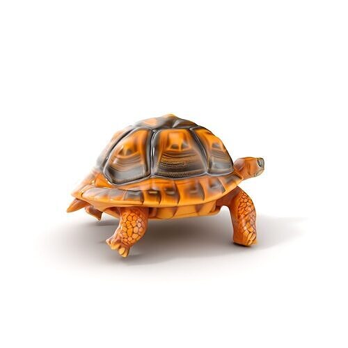 Realistic Tortoise D Model Pack with Detailed Textures Low-poly 3D model