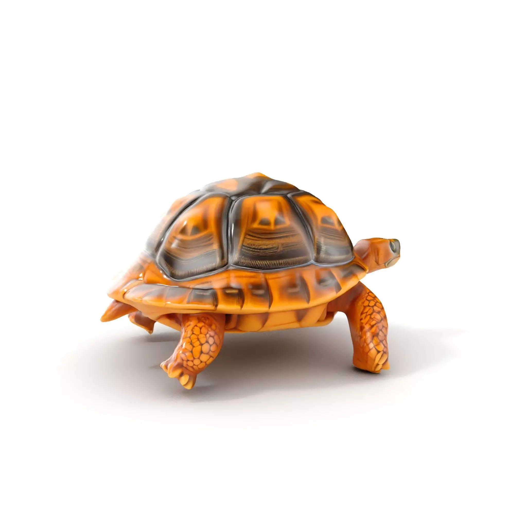 Realistic Tortoise D Model Pack with Detailed Textures Low-poly 3D model_0