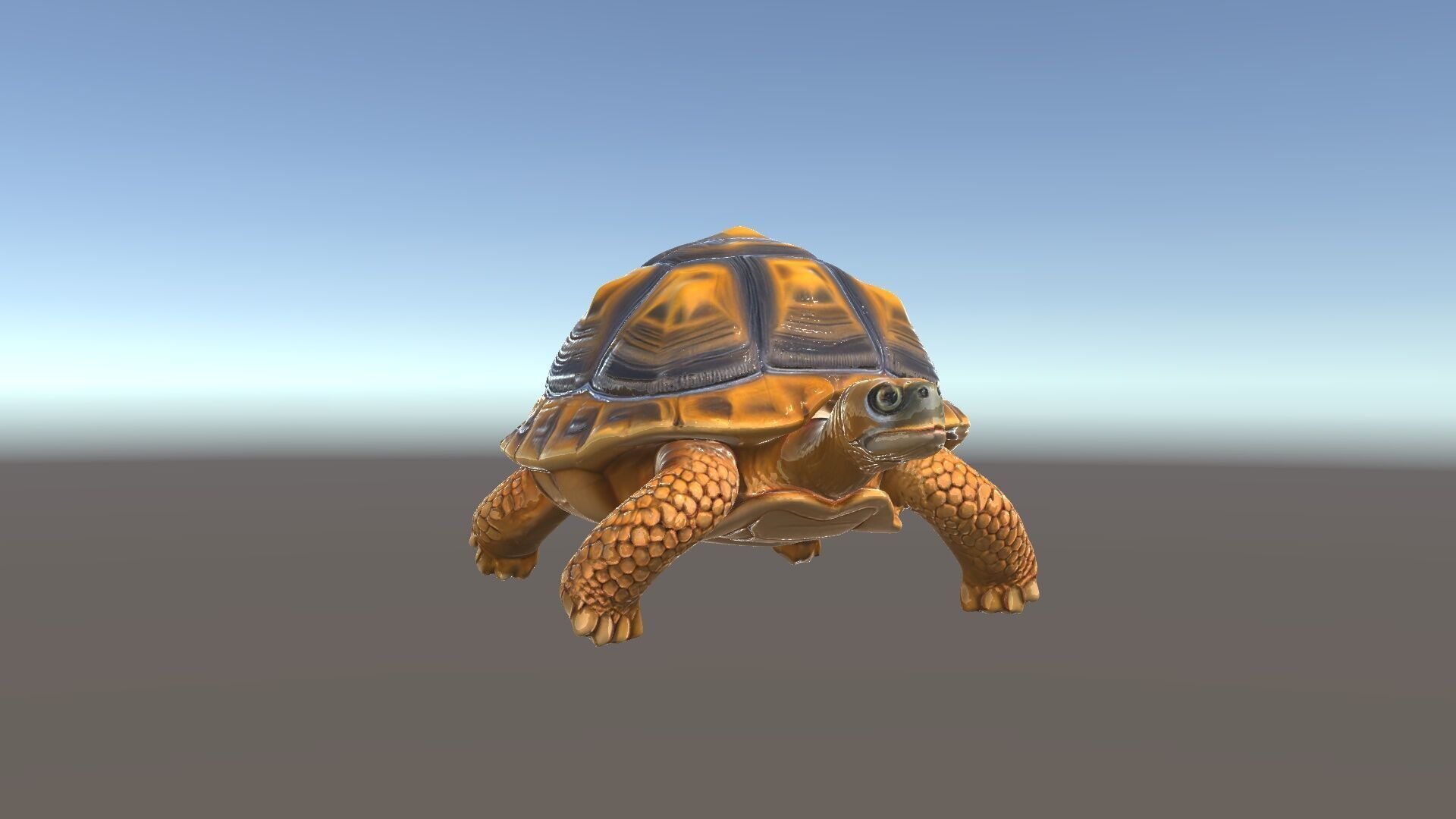 Realistic Tortoise D Model Pack with Detailed Textures Low-poly 3D model_6