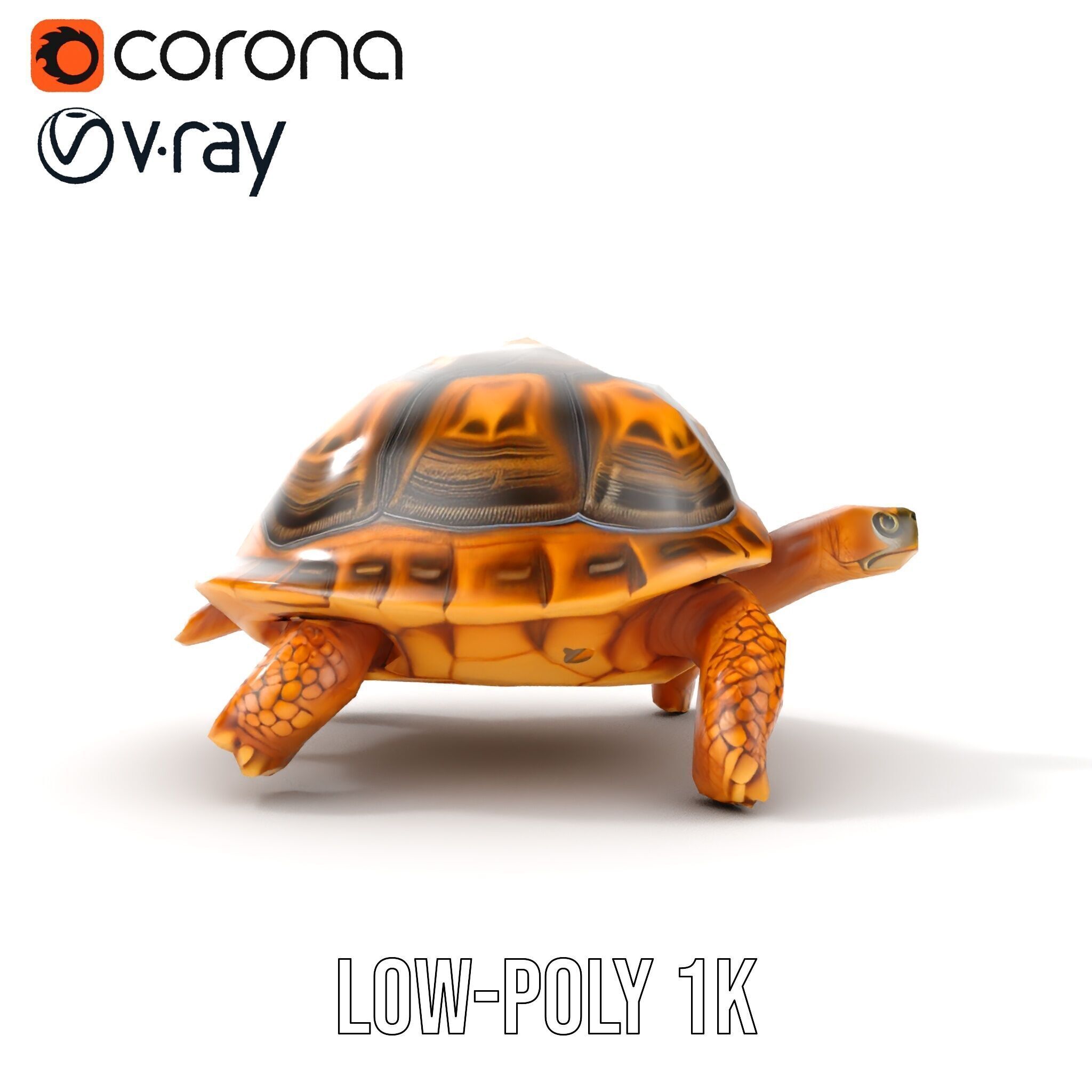 Realistic Tortoise D Model Pack with Detailed Textures Low-poly 3D model_29