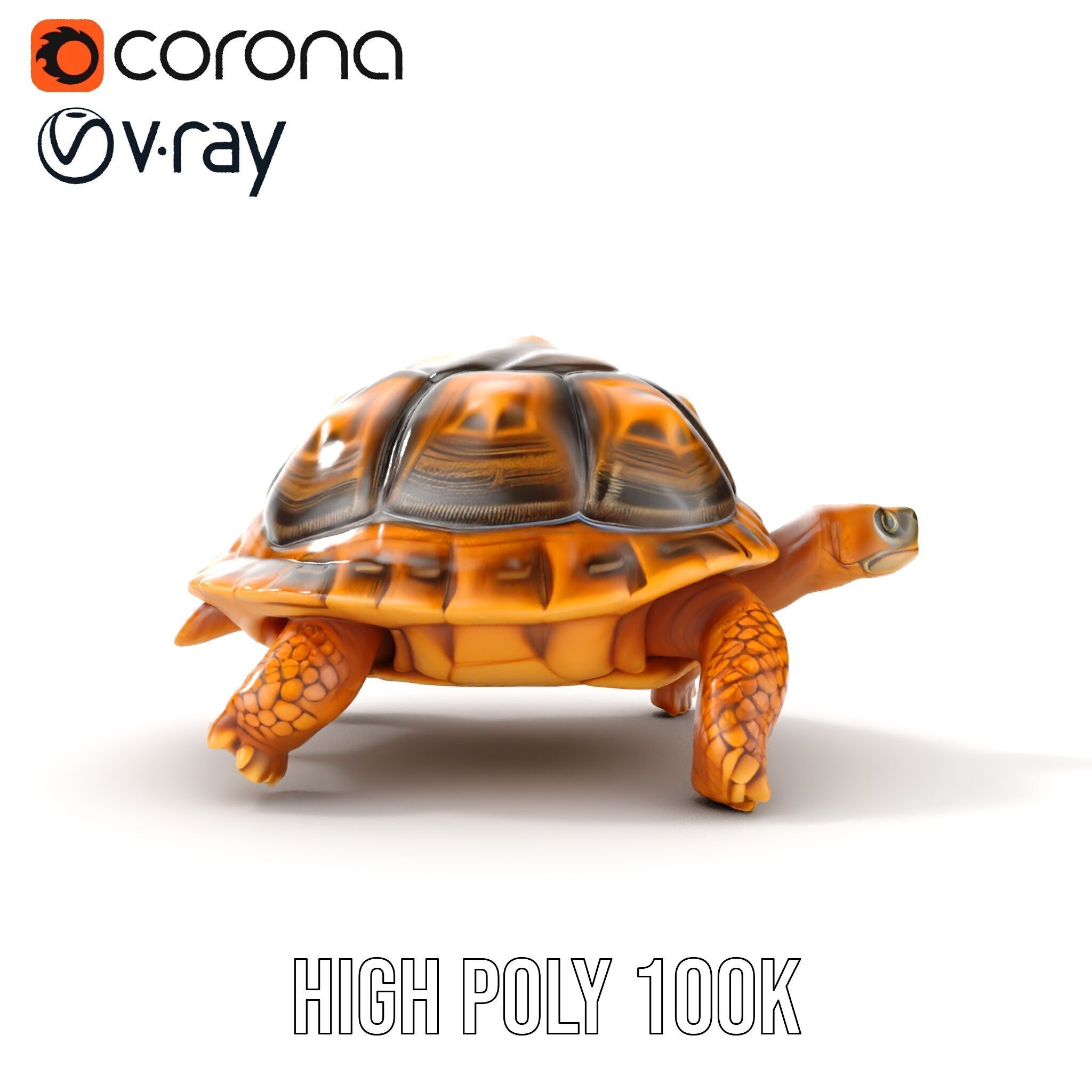 Realistic Tortoise D Model Pack with Detailed Textures Low-poly 3D model_36