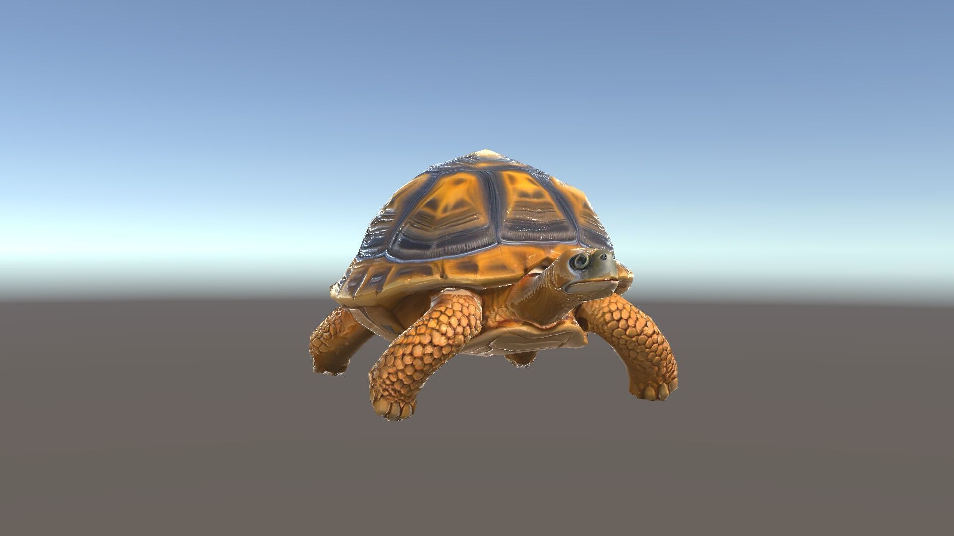 Realistic Tortoise D Model Pack with Detailed Textures Low-poly 3D model_35