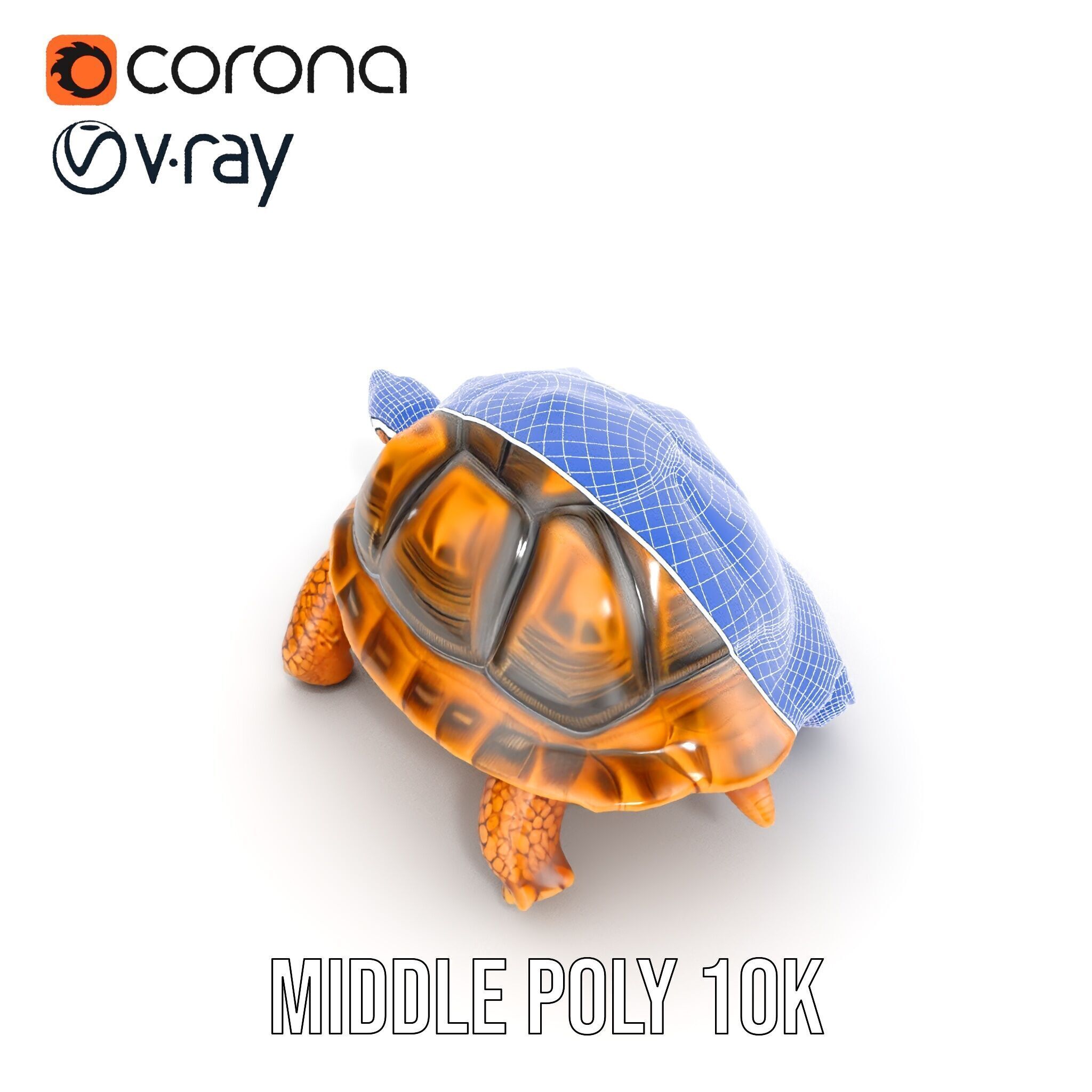 Realistic Tortoise D Model Pack with Detailed Textures Low-poly 3D model_23
