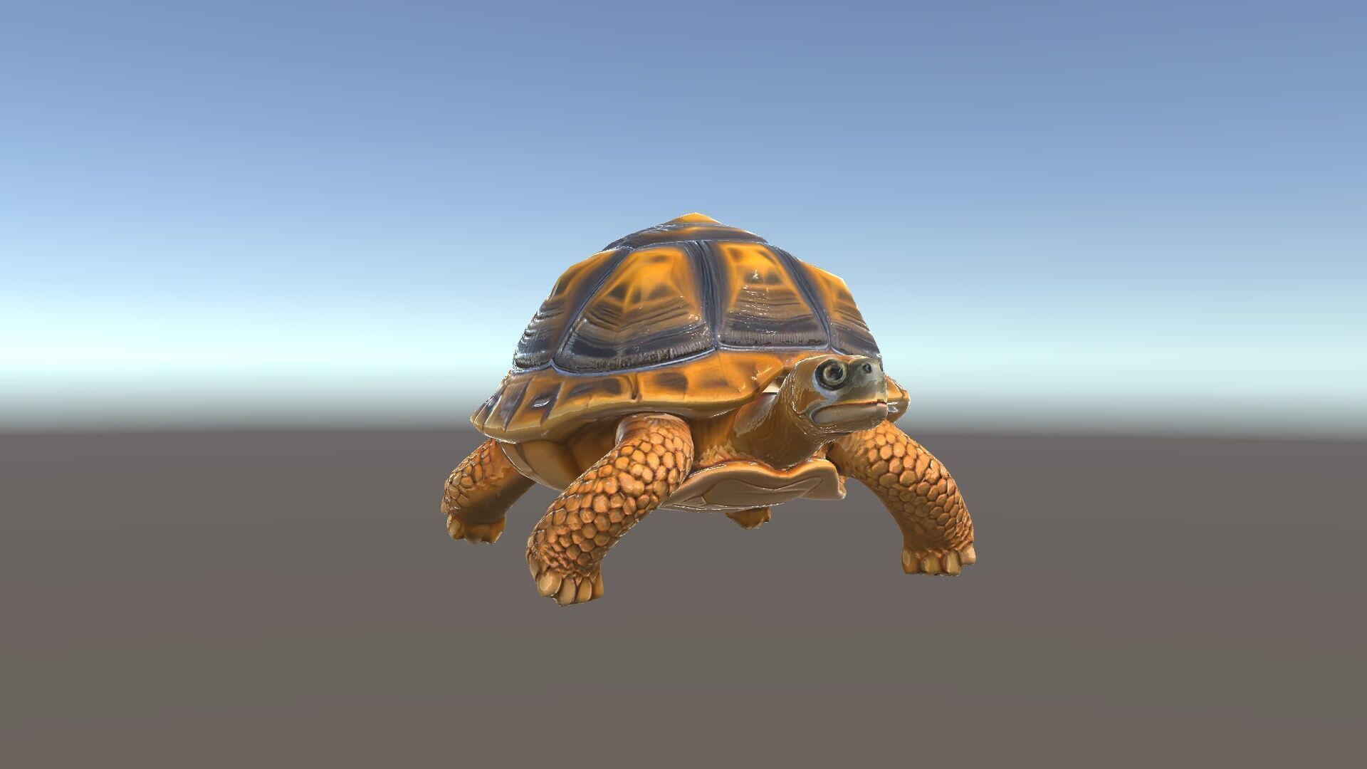 Realistic Tortoise D Model Pack with Detailed Textures Low-poly 3D model_34
