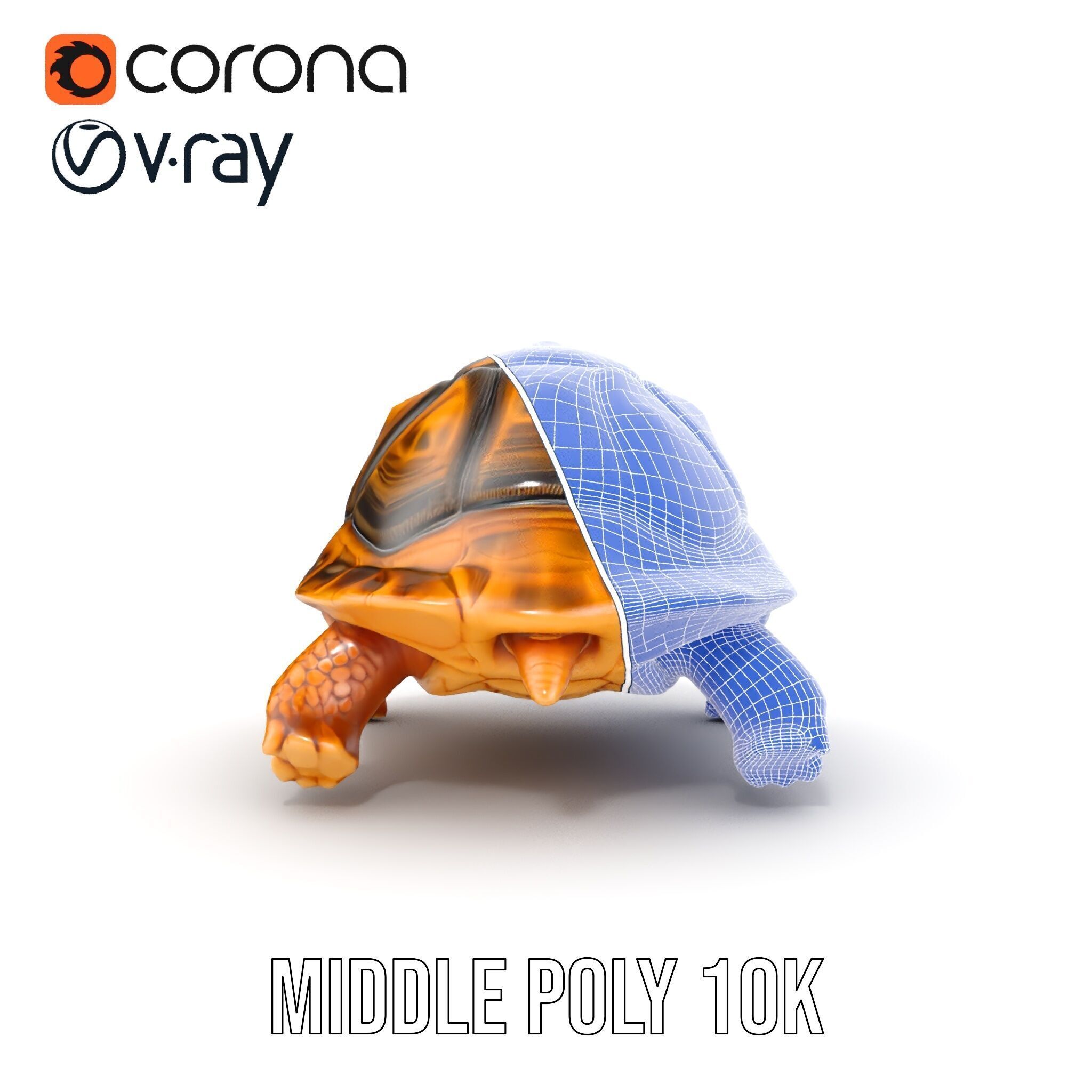 Realistic Tortoise D Model Pack with Detailed Textures Low-poly 3D model_31
