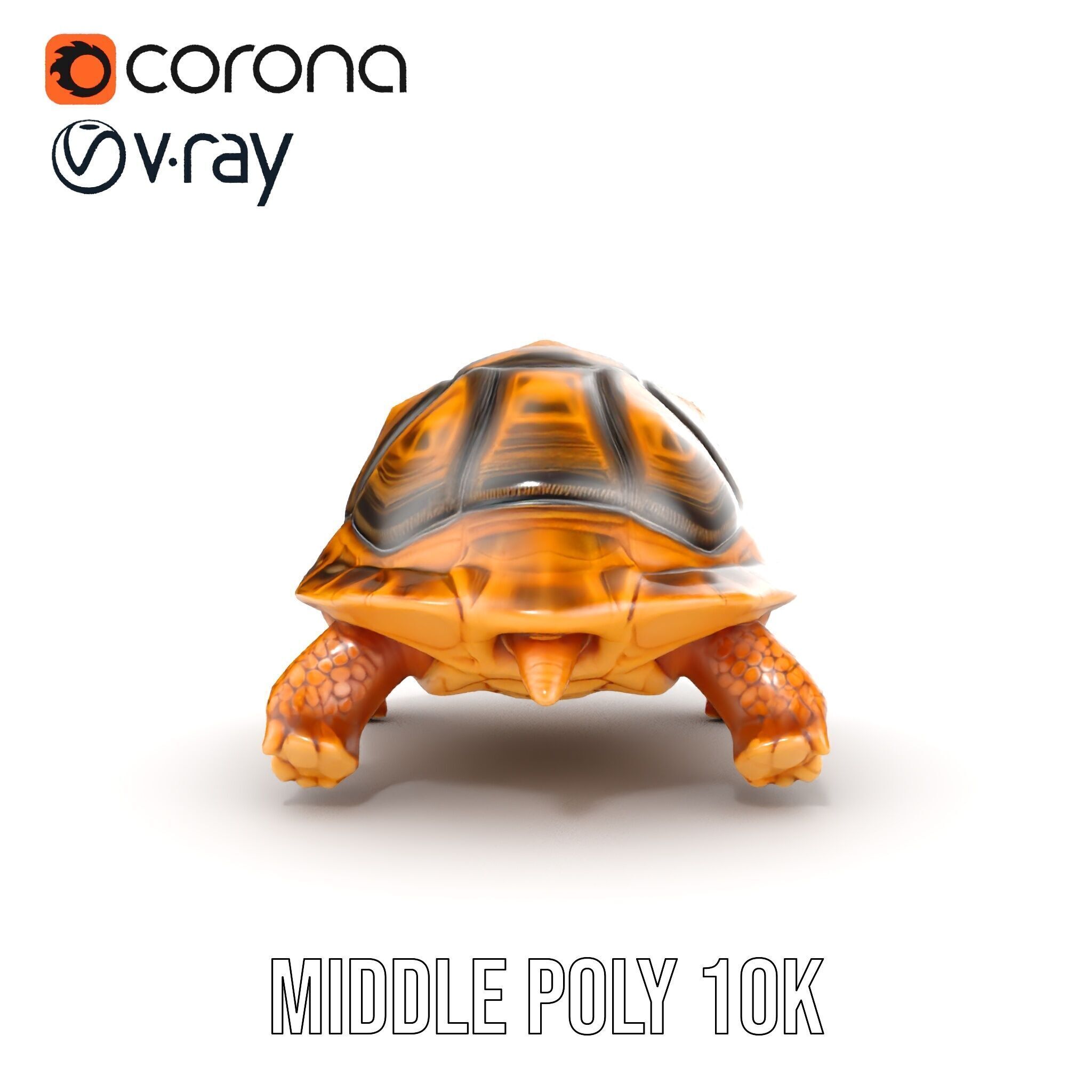 Realistic Tortoise D Model Pack with Detailed Textures Low-poly 3D model_10