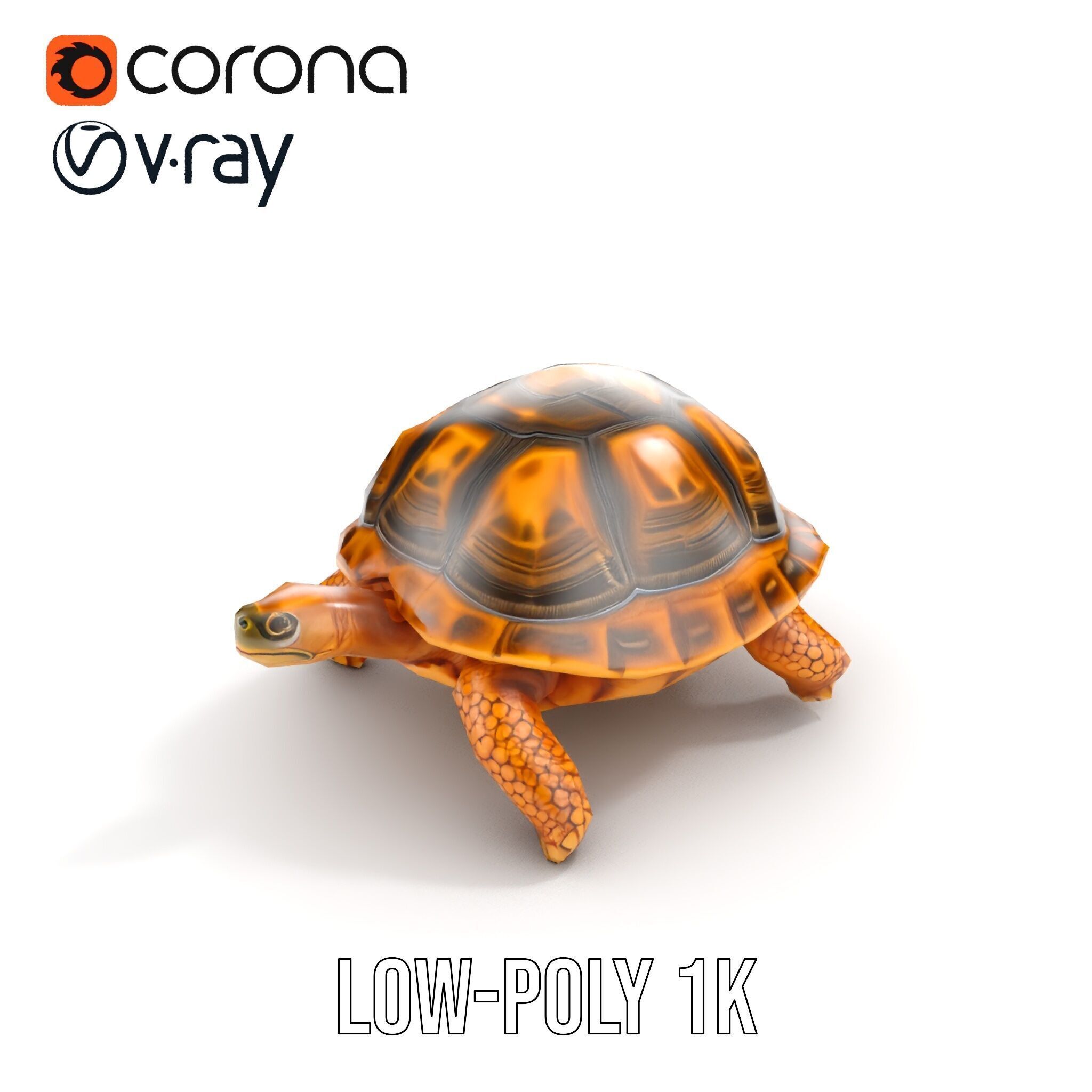 Realistic Tortoise D Model Pack with Detailed Textures Low-poly 3D model_14