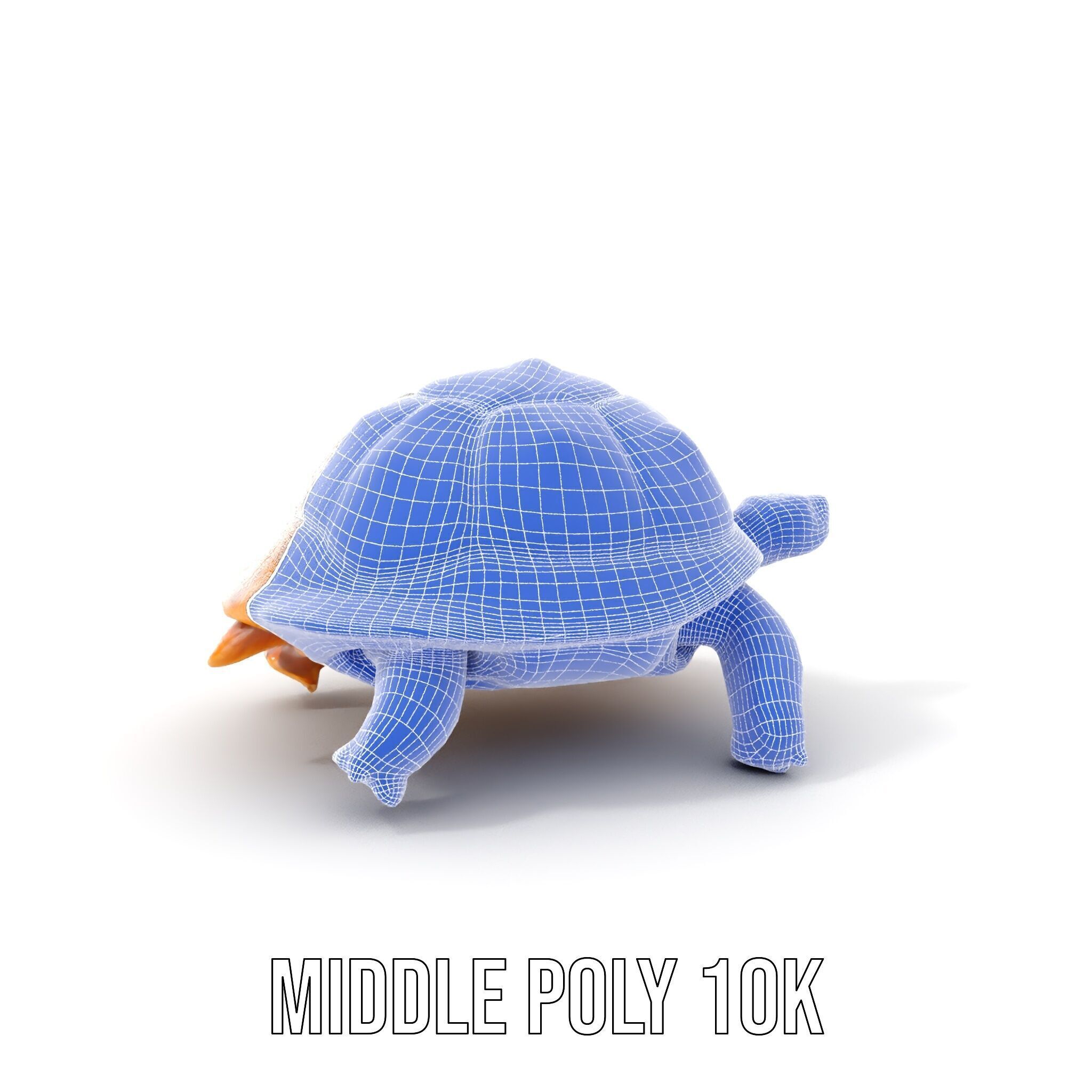 Realistic Tortoise D Model Pack with Detailed Textures Low-poly 3D model_7