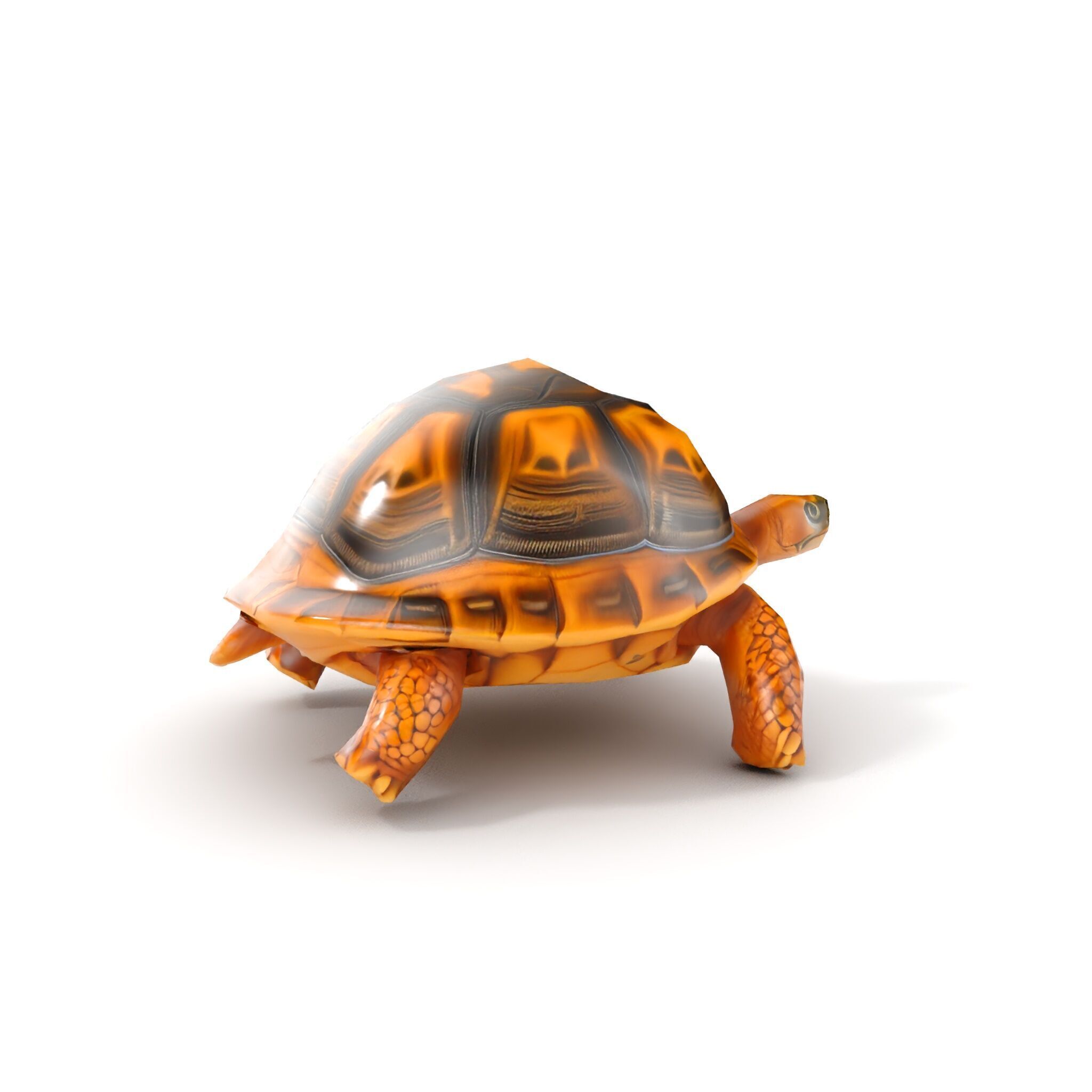 Realistic Tortoise D Model Pack with Detailed Textures Low-poly 3D model_8