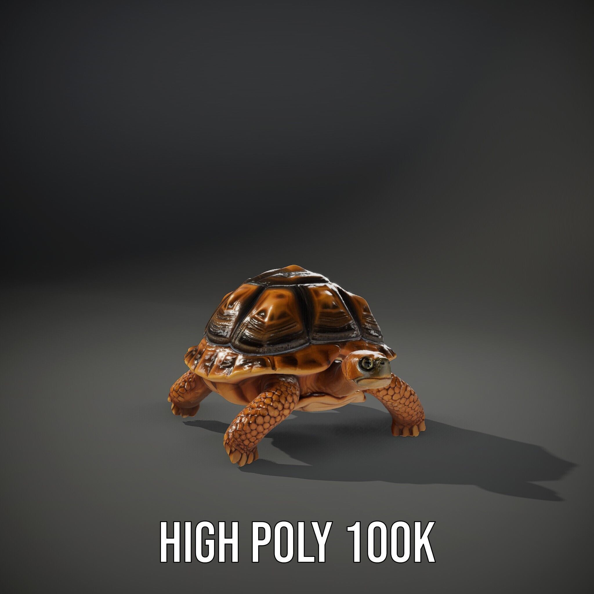 Realistic Tortoise D Model Pack with Detailed Textures Low-poly 3D model_15