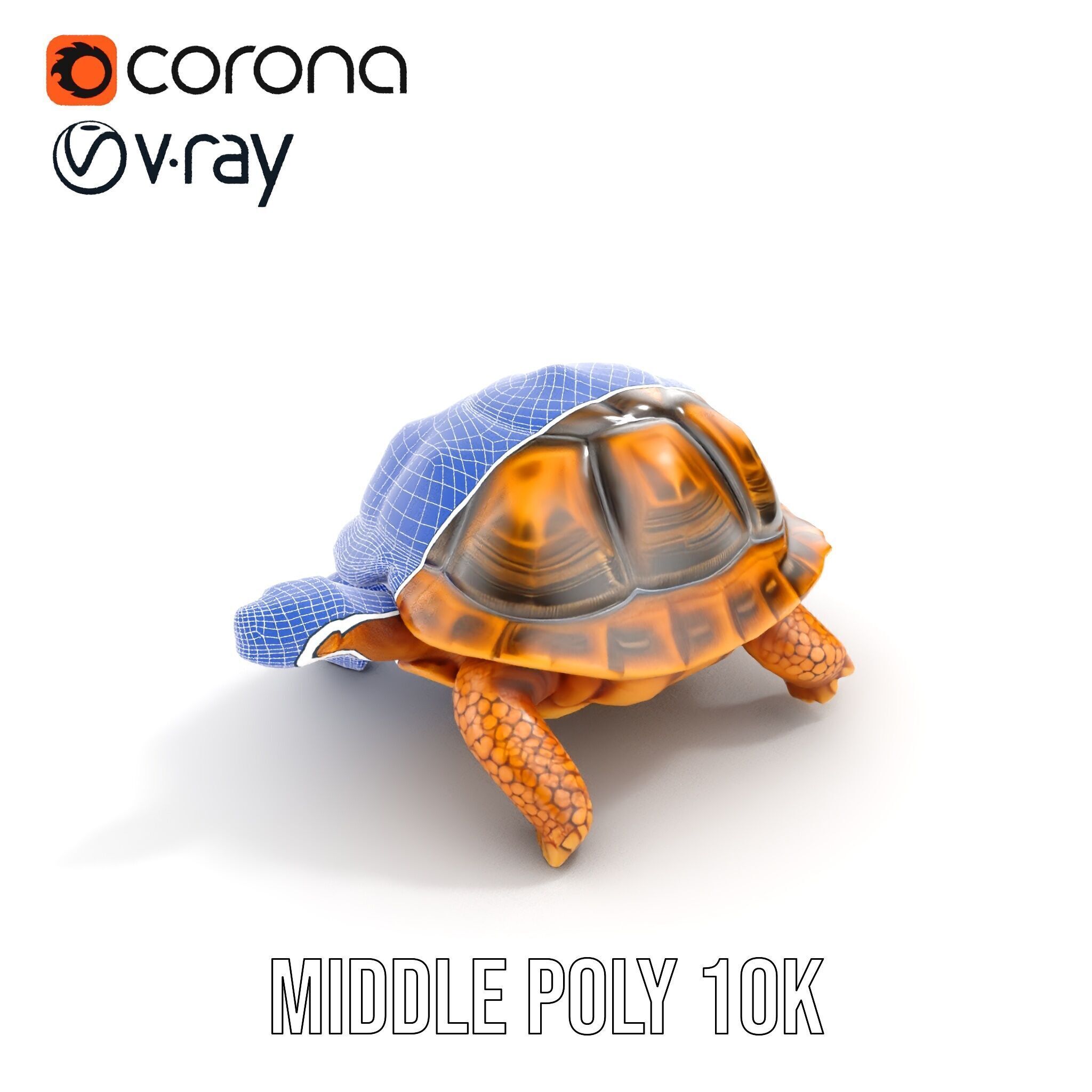 Realistic Tortoise D Model Pack with Detailed Textures Low-poly 3D model_18