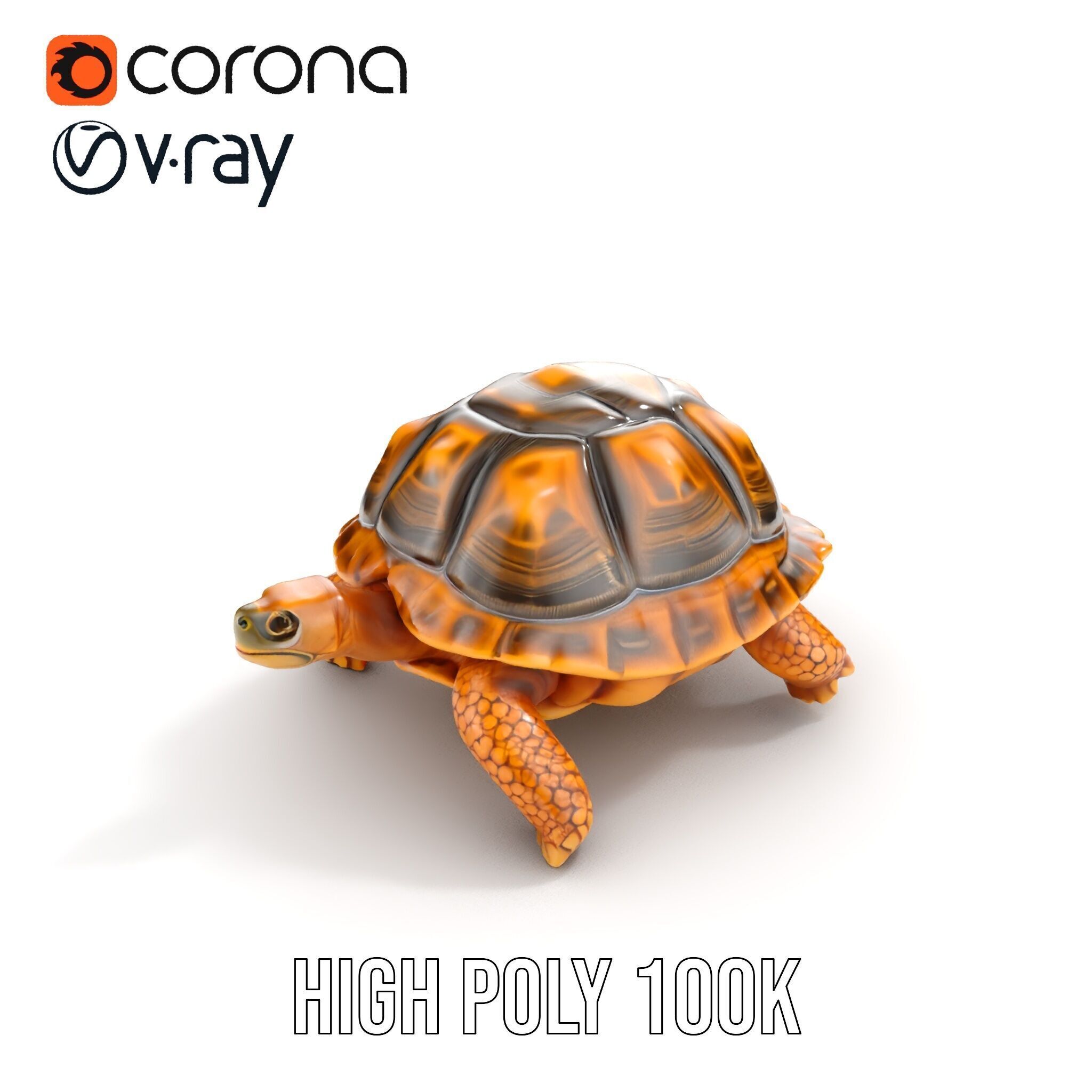 Realistic Tortoise D Model Pack with Detailed Textures Low-poly 3D model_22