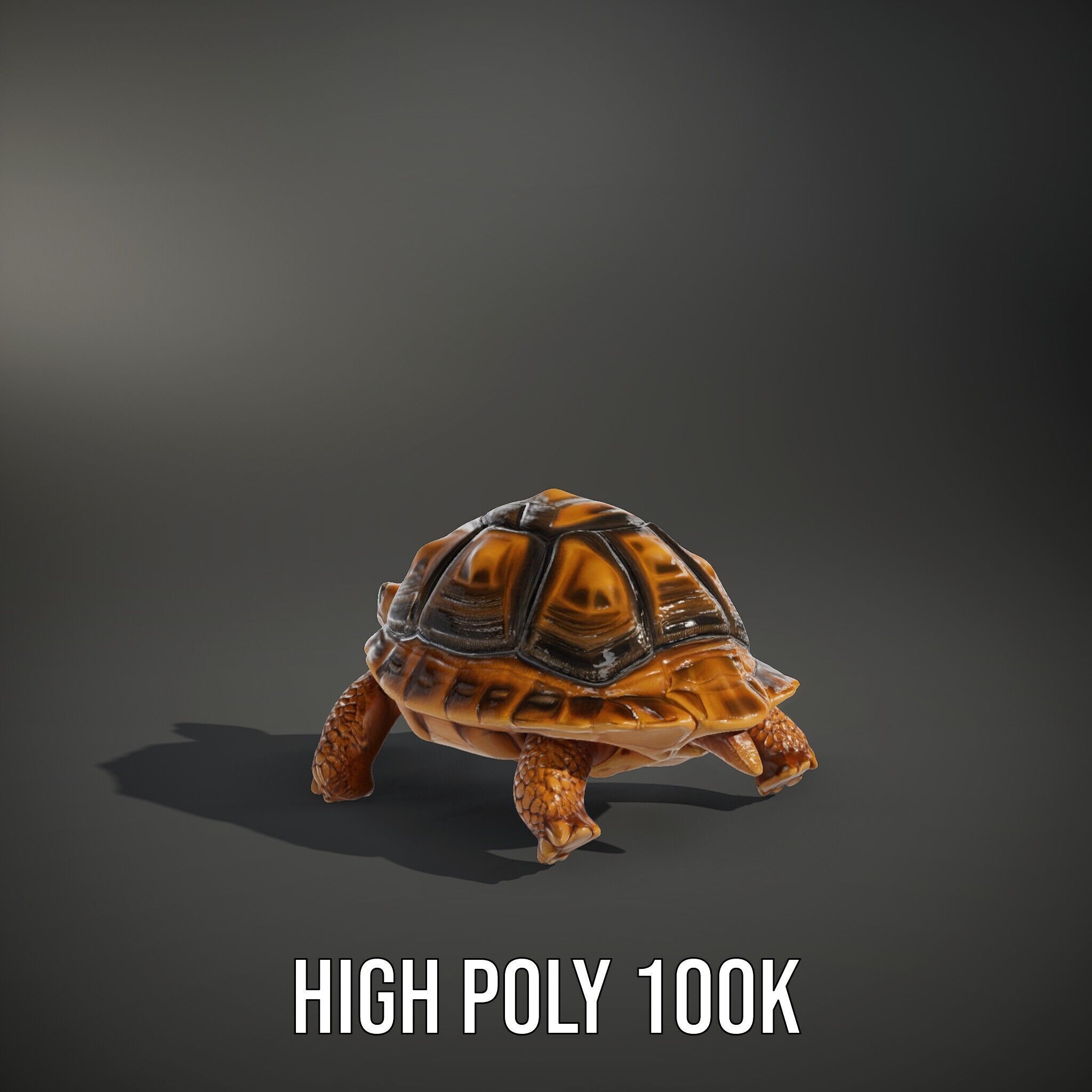 Realistic Tortoise D Model Pack with Detailed Textures Low-poly 3D model_12