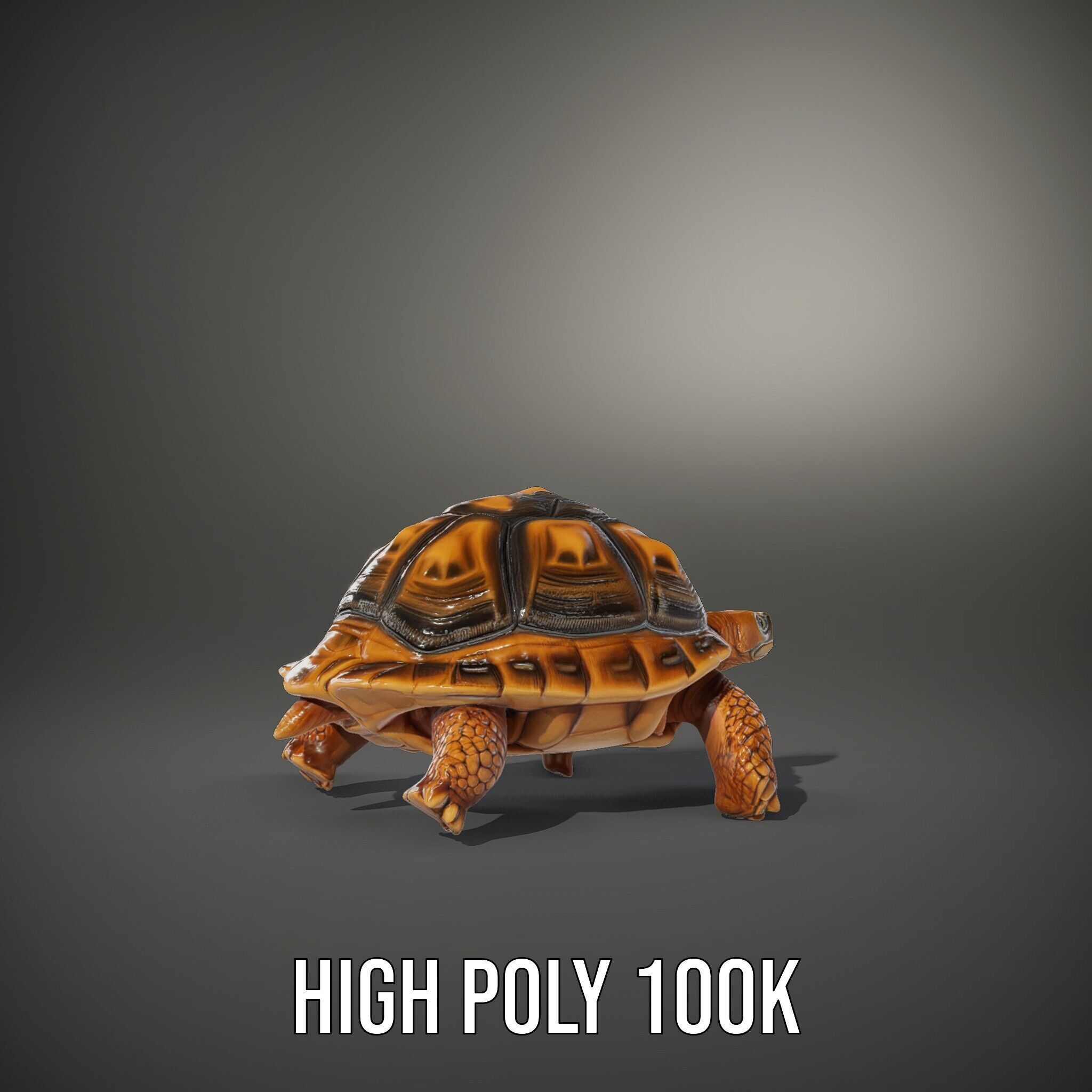 Realistic Tortoise D Model Pack with Detailed Textures Low-poly 3D model_9