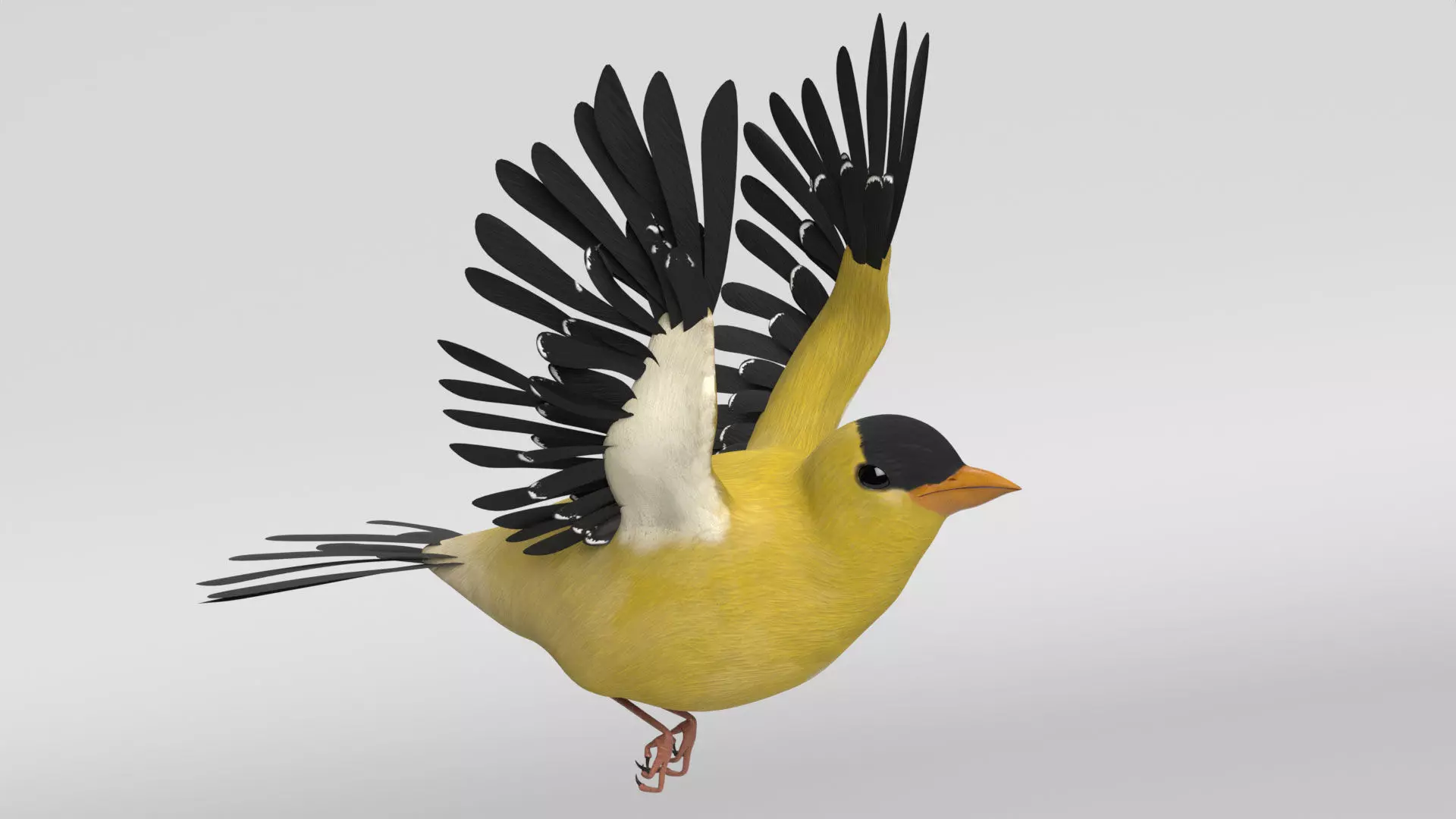 Goldfinch Animated 3D model