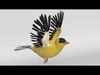 Goldfinch Animated 3D model_1