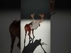 Detailed Reindeer Model Pack Low-poly 3D model_2