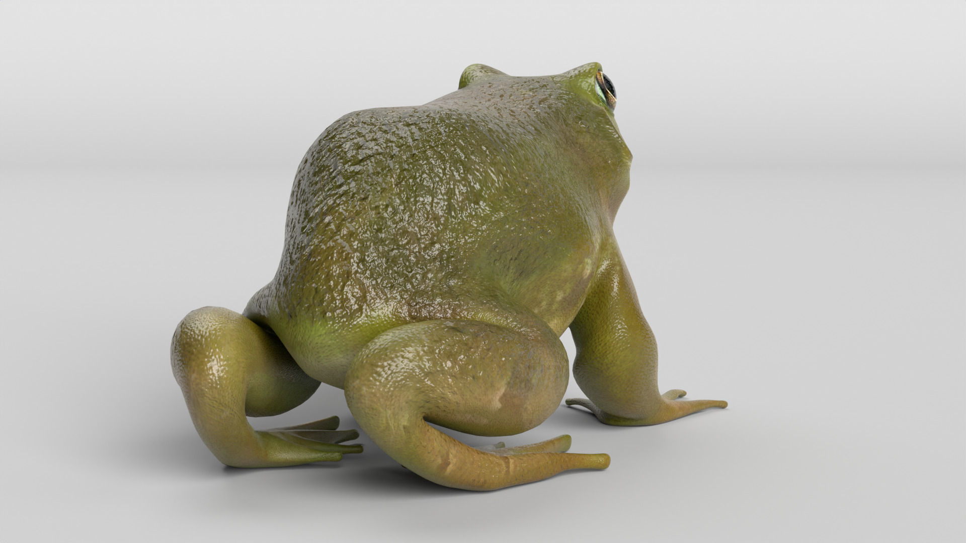 Bullfrog Low-poly 3D model_2