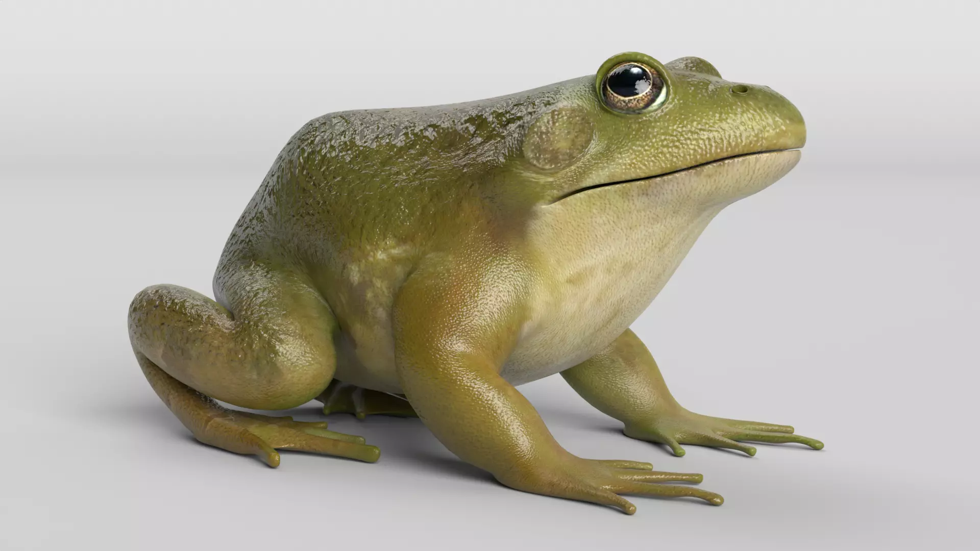 Bullfrog Low-poly 3D model_0