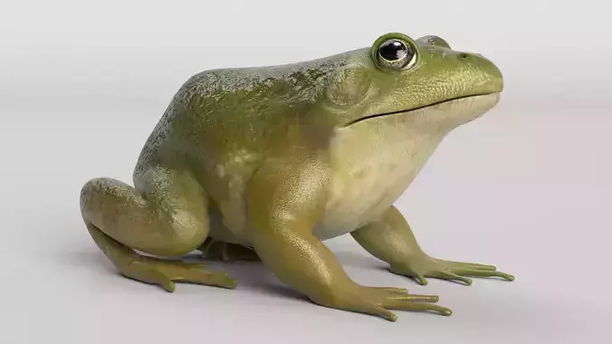 Bullfrog