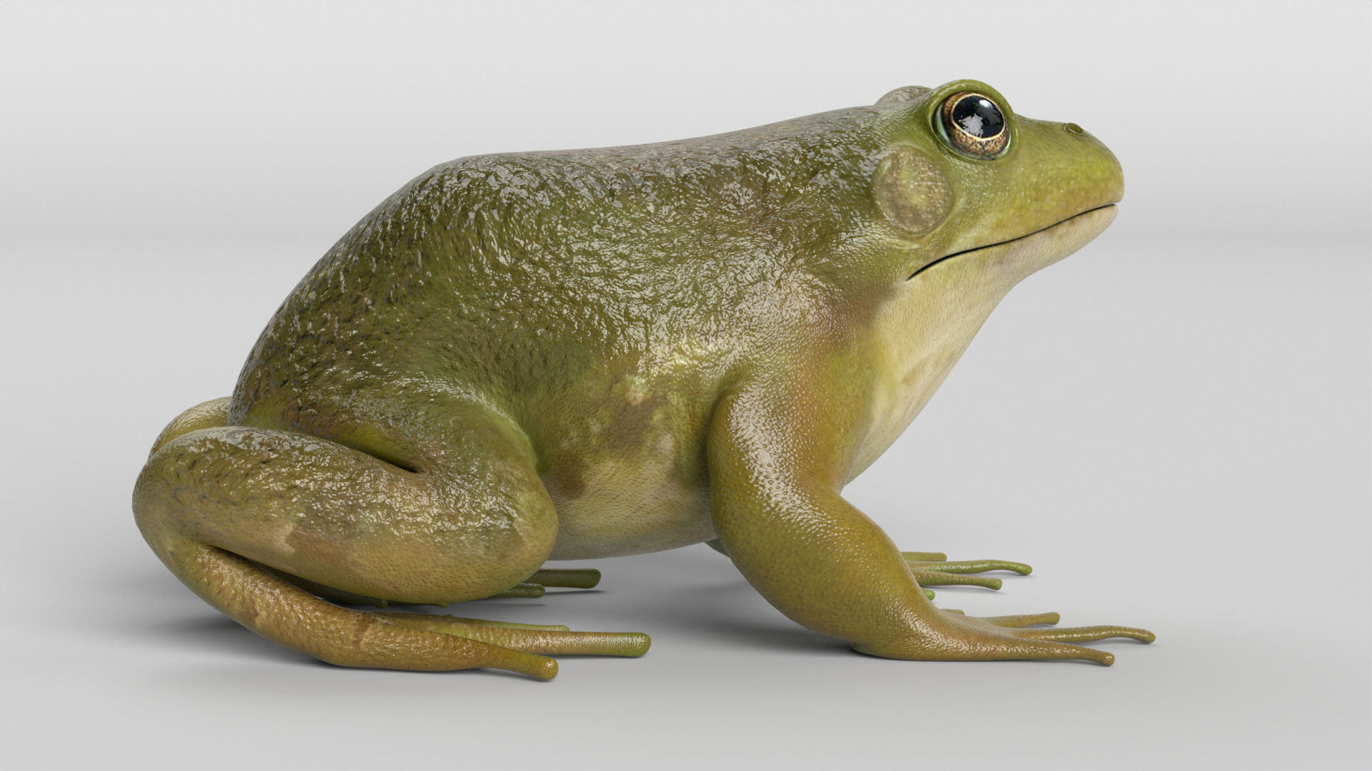 Bullfrog Low-poly 3D model_1