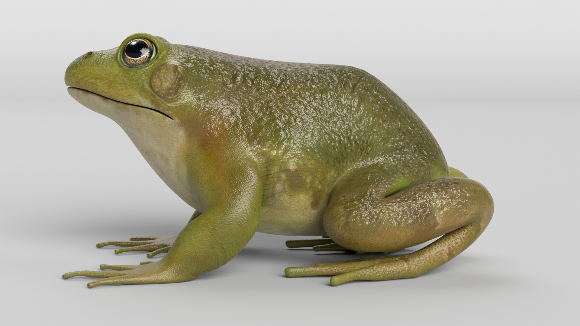 Bullfrog Low-poly 3D model_4
