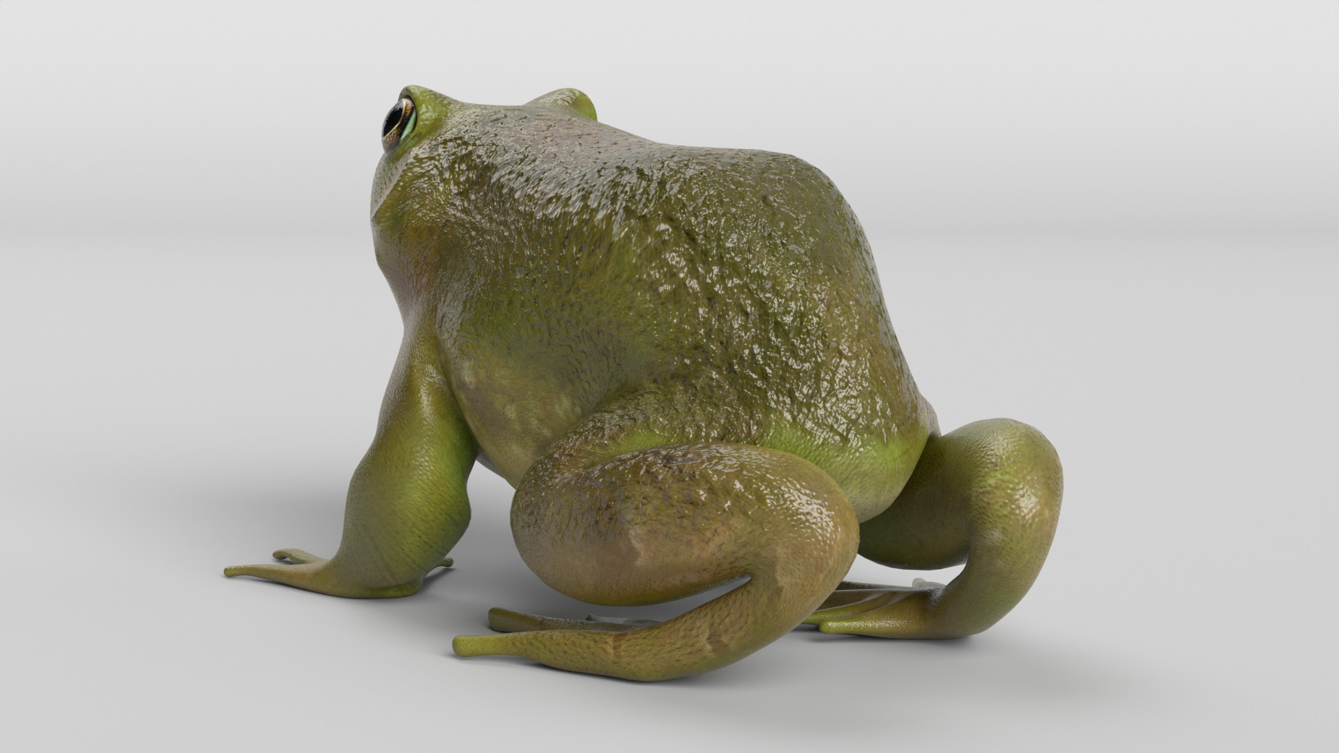 Bullfrog Low-poly 3D model_3