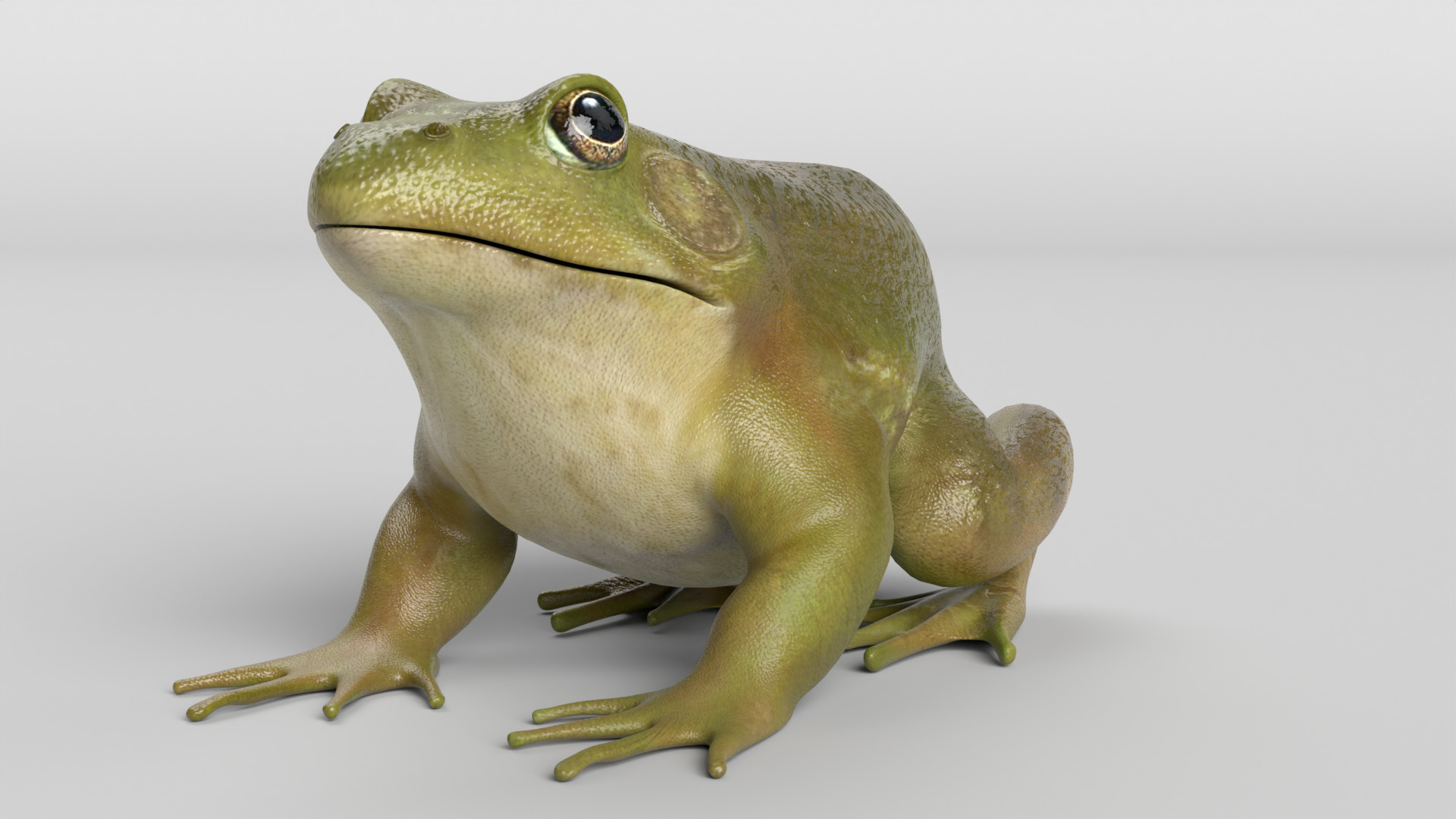 Bullfrog Low-poly 3D model_6