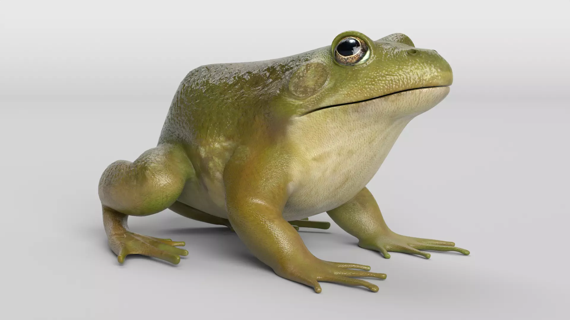 Bullfrog Animated 3D model