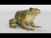Bullfrog Animated 3D model_1
