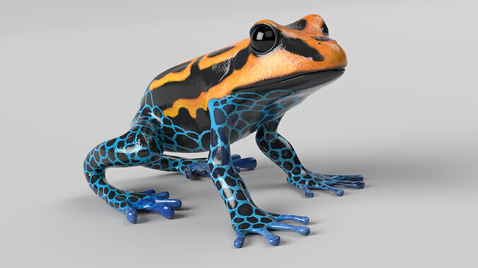 Poison Dart Frog Animated Low-poly 3D model