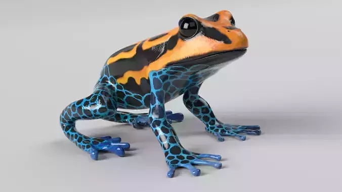 Poison Dart Frog Animated Low-poly 3D model