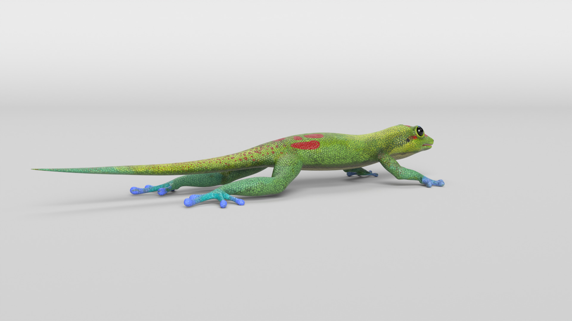 Gecko Low-poly 3D model_3