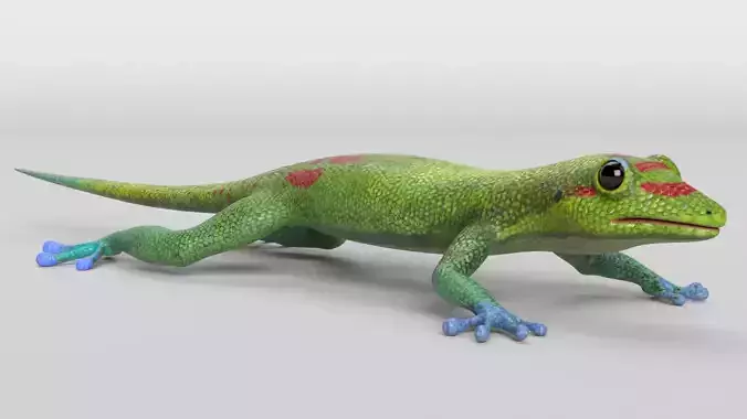 Gecko Low-poly 3D model