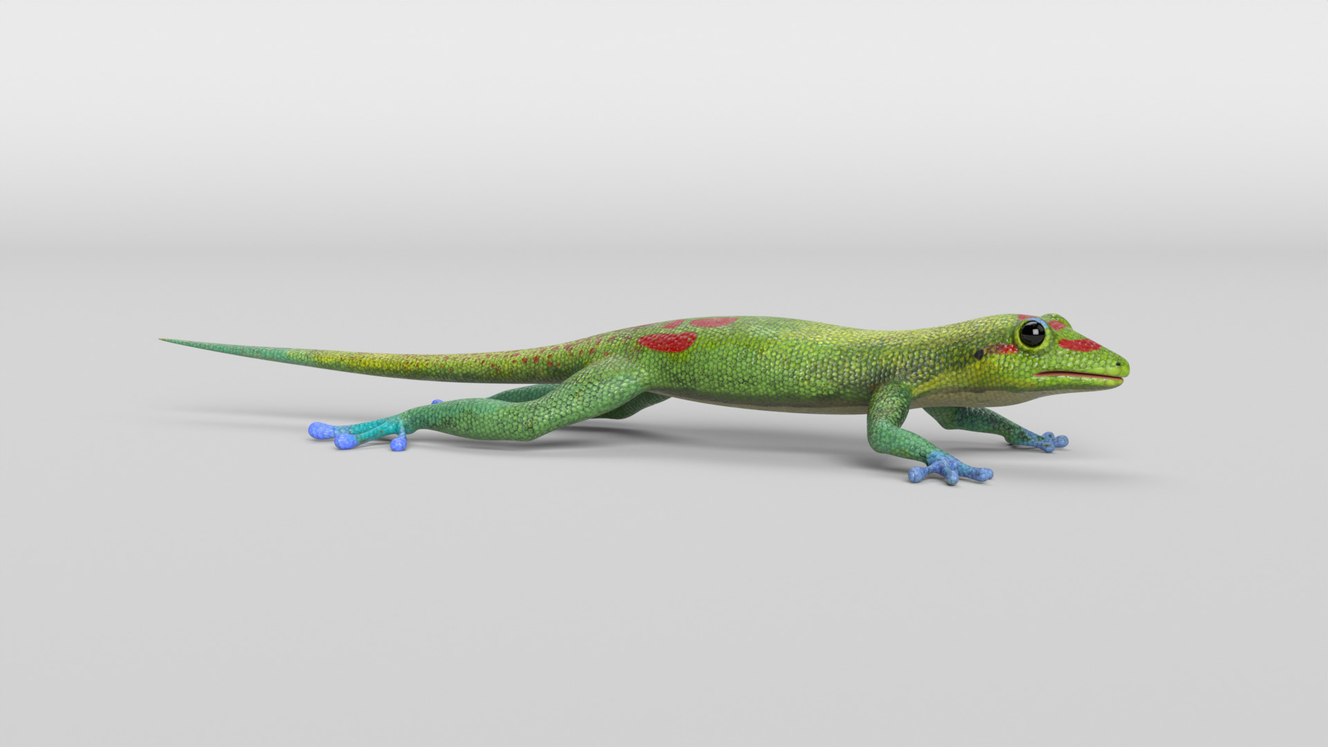 Gecko Low-poly 3D model_2