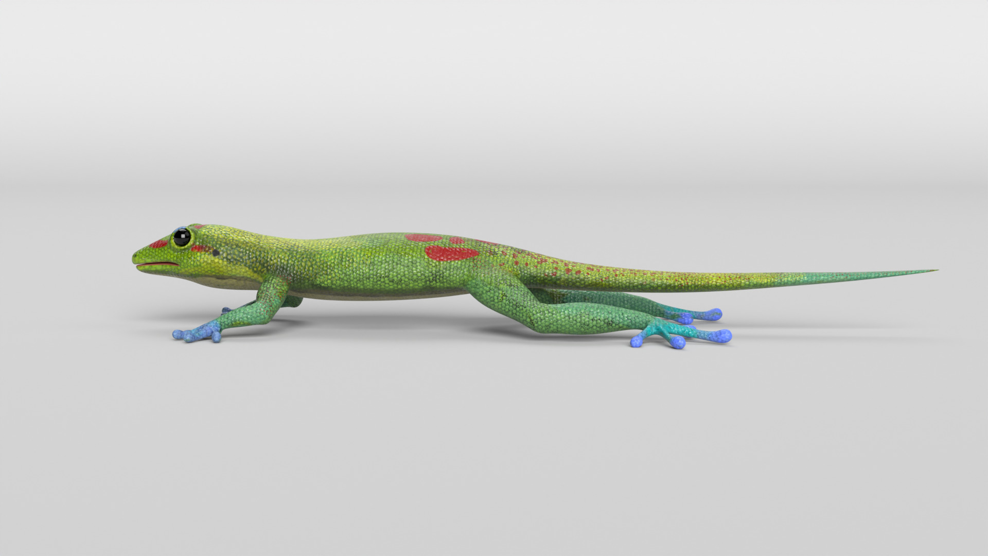 Gecko Low-poly 3D model_5