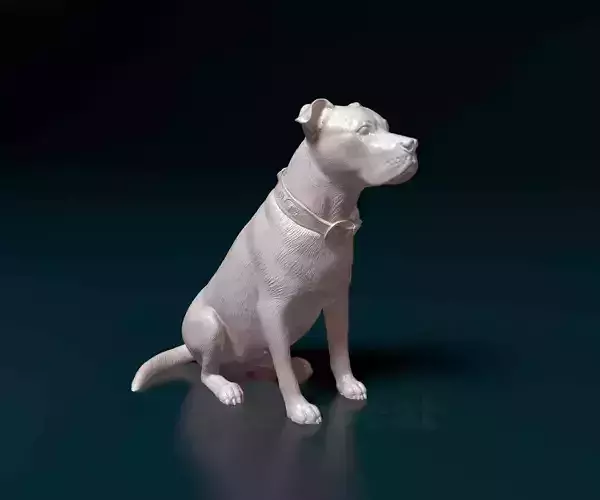Staffordshire terrier 011