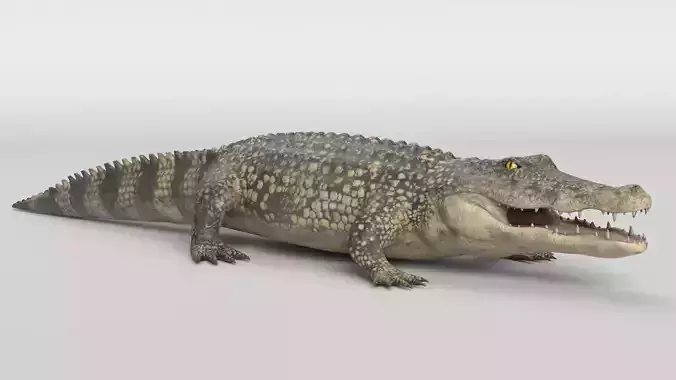 Crocodile