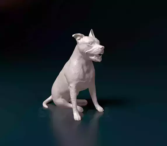 Staffordshire terrier 012