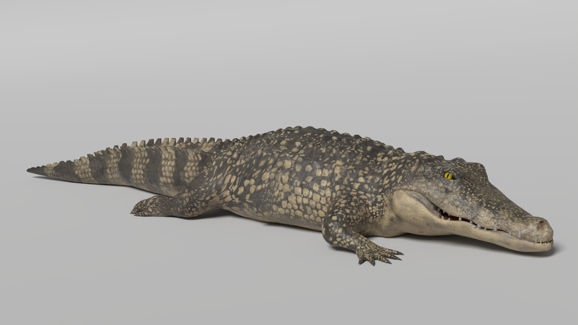 Crocodile Animated 3D model_4