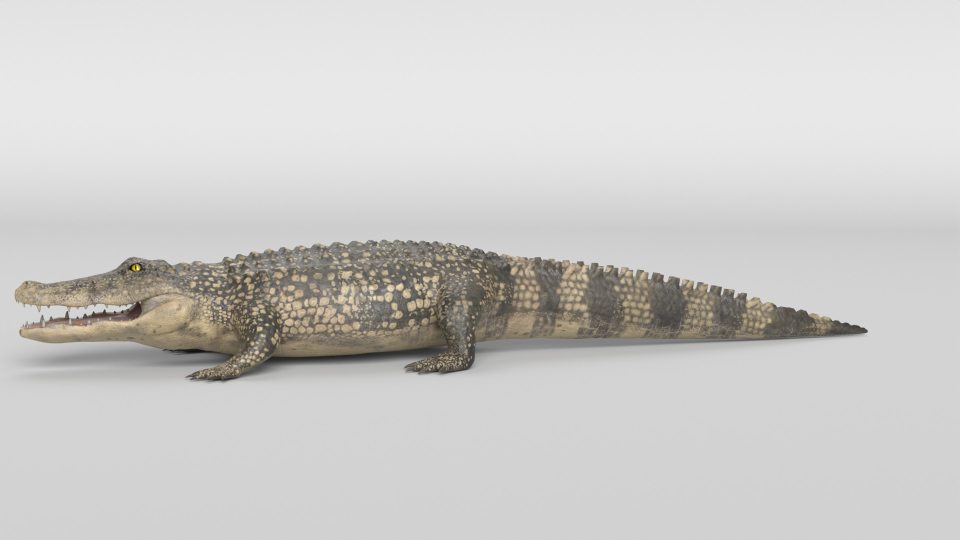 Crocodile Animated 3D model_17