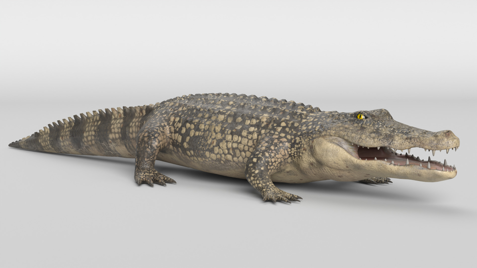 Crocodile Animated 3D model_2